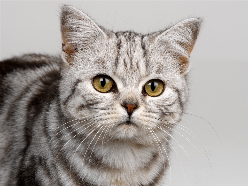 FLUX_Beamo_realCat